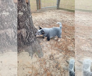 Australian Cattle Dog Puppy for sale in DUNNELLON, FL, USA