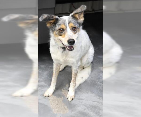 Medium Photo #2 Collie-Unknown Mix Puppy For Sale in Thief River Falls, MN, USA