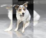 Small #1 Collie Mix