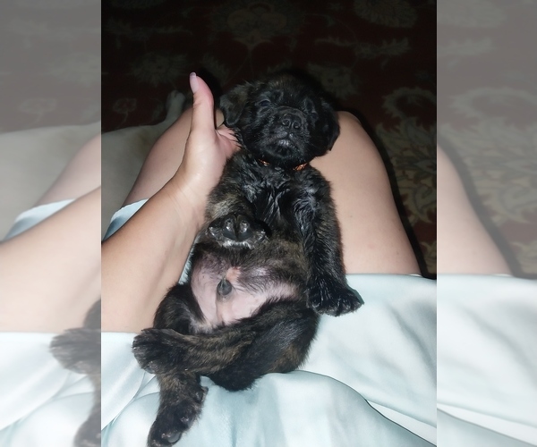 Medium Photo #28 Mastiff Puppy For Sale in MITCHELL, NE, USA