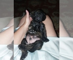 Small #27 Mastiff