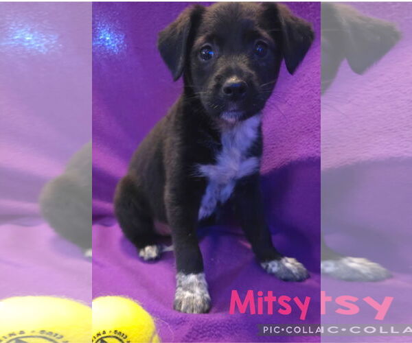 Medium Photo #1 Labrador Retriever-Unknown Mix Puppy For Sale in Royal Palm Beach, FL, USA