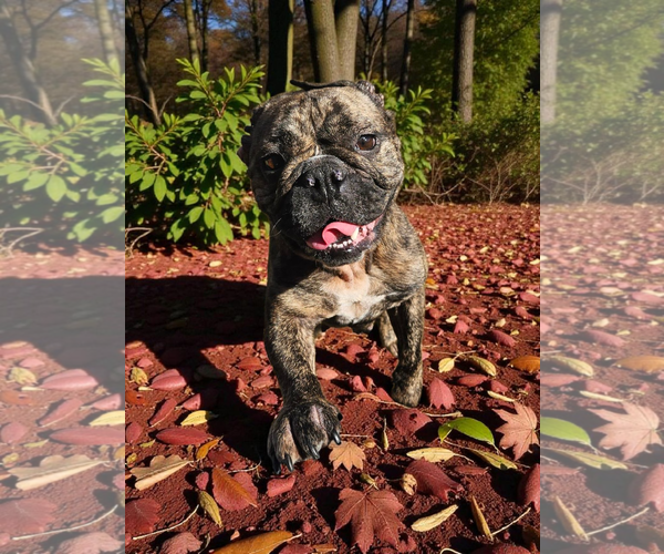 Medium Photo #2 French Bulldog Puppy For Sale in McKinney, TX, USA