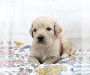 Goldendoodle Puppy for sale in CHERRY CREEK, NY, USA