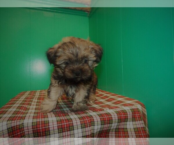 Medium Photo #1 Shorkie Tzu Puppy For Sale in PATERSON, NJ, USA