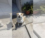 Small #1 Pembroke Welsh Corgi Mix