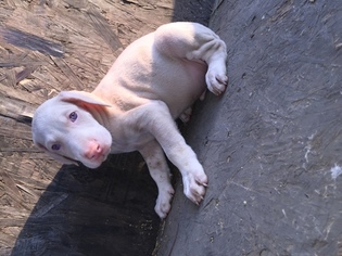 Doberman Pinscher Puppy for sale in PERRIS, CA, USA