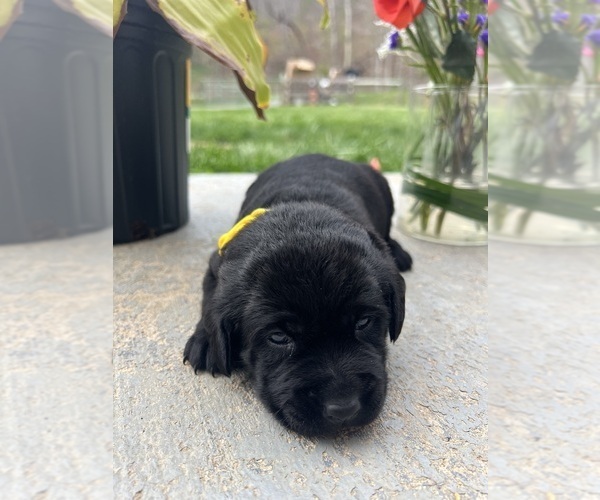 Medium Photo #1 Labrador Retriever Puppy For Sale in NEOLA, WV, USA