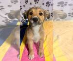 Small #2 Australian Shepherd-German Shepherd Dog Mix