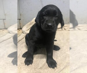 Labrador Retriever Dog for Adoption in PINE ISLAND, Minnesota USA