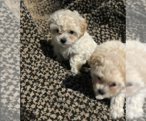 Medium Photo #7 Poodle (Toy) Puppy For Sale in CHARLOTTE, NC, USA