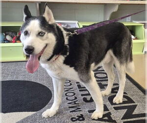 Siberian Husky Dogs for adoption in Decatur, IL, USA