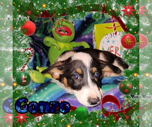 Medium Photo #13 Cowboy Corgi Puppy For Sale in GALLEGOS, NM, USA