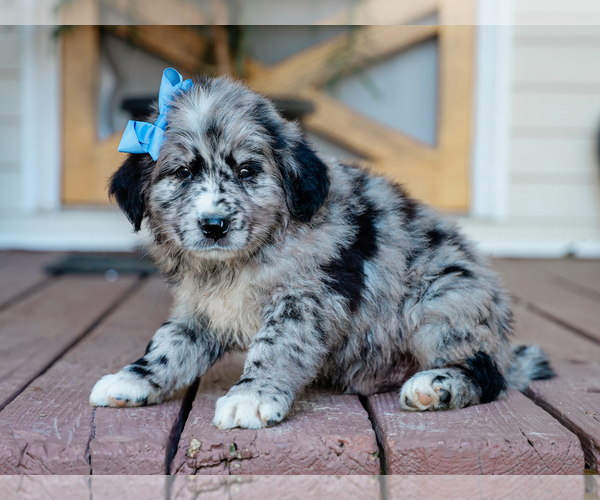 Medium Photo #4 Australian Retriever Puppy For Sale in LIBERTY, KY, USA