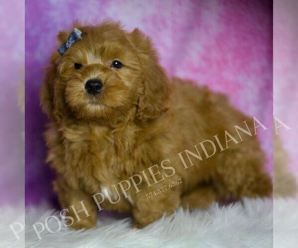 Medium Photo #4 Goldendoodle (Miniature) Puppy For Sale in WARSAW, IN, USA