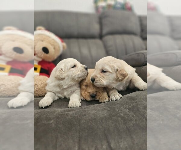 Medium Photo #14 Golden Retriever Puppy For Sale in SACRAMENTO, CA, USA