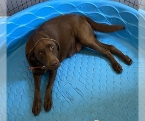 Mother of the Labrador Retriever puppies born on 05/26/2023