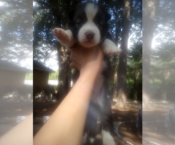 Medium Photo #1 Siberian Husky Puppy For Sale in FLORENCE, SC, USA