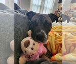 Small #29 Boxer Mix