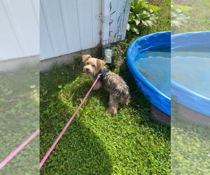 Mutt Dogs for adoption in Portland, IN, USA