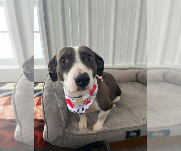 Medium Photo #3 Basset Hound-Unknown Mix Puppy For Sale in Osgood, IN, USA