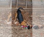 Small Photo #11 Beagle-Unknown Mix Puppy For Sale in Rustburg, VA, USA