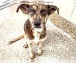 Small #1 Catahoula Leopard Dog Mix