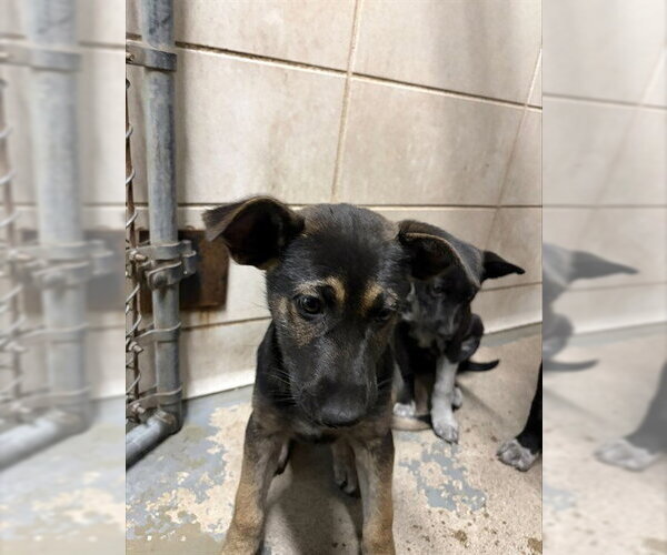 Medium Photo #1 German Shepherd Dog-Unknown Mix Puppy For Sale in Stockton, CA, USA