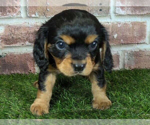 Medium Photo #6 Cavalier King Charles Spaniel Puppy For Sale in MOBERLY, MO, USA