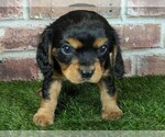 Small #5 Cavalier King Charles Spaniel