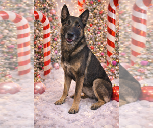 Mutt Dogs for adoption in Imlay City, MI, USA