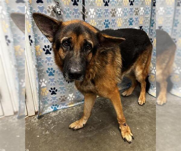 Medium Photo #1 German Shepherd Dog Puppy For Sale in Rosenberg, TX, USA