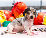 Puppy Marina Dachshund