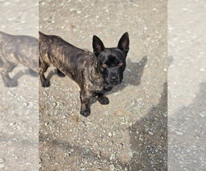 Mutt Dogs for adoption in Crandall, GA, USA