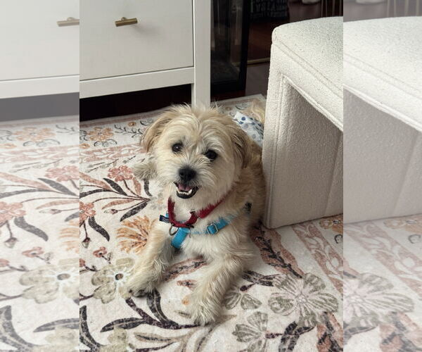 Medium Photo #7 Mutt Puppy For Sale in Philadelphia, PA, USA