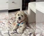 Small #6 Mutt