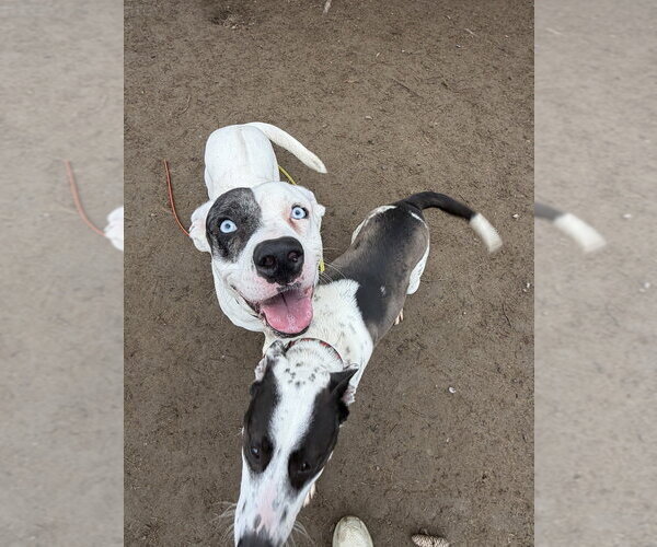 Medium Photo #8 Labrador Retriever-Unknown Mix Puppy For Sale in Brewster, NY, USA