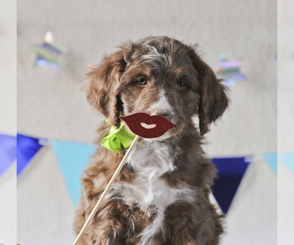 Medium Photo #3 Aussiedoodle Puppy For Sale in MONTROSE, CO, USA