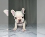 Puppy Lily French Bulldog