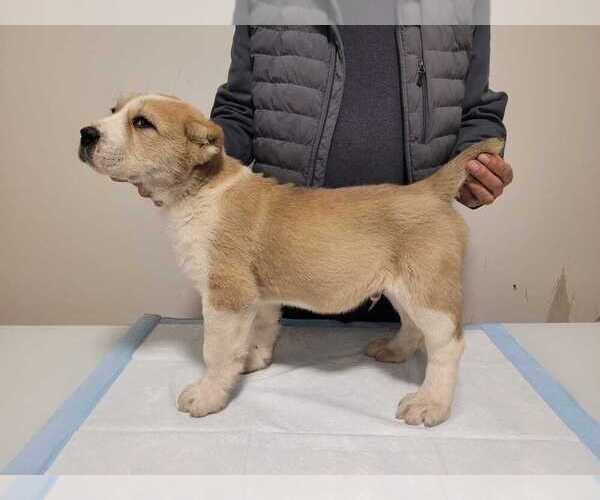 Medium Photo #1 Central Asian Shepherd Dog Puppy For Sale in Winnipeg, Manitoba, Canada