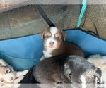 Puppy Cowboy Australian Shepherd