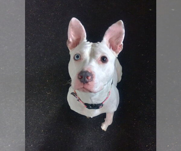 Medium Photo #1 Mutt Puppy For Sale in La Porte, IN, USA