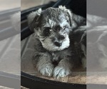 Puppy Sarabi Schnauzer (Miniature)