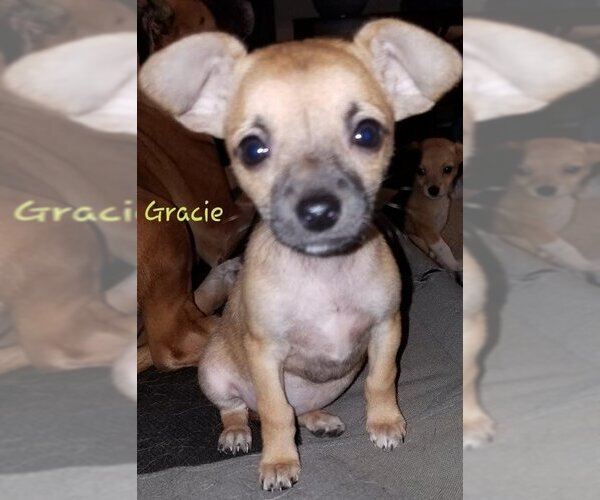 Medium Photo #16 Chihuahua-Unknown Mix Puppy For Sale in Spring, TX, USA