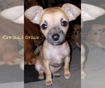 Small Photo #16 Chihuahua-Unknown Mix Puppy For Sale in Spring, TX, USA