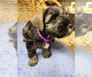 Schnauzer (Miniature) Puppy for sale in HUMESTON, IA, USA