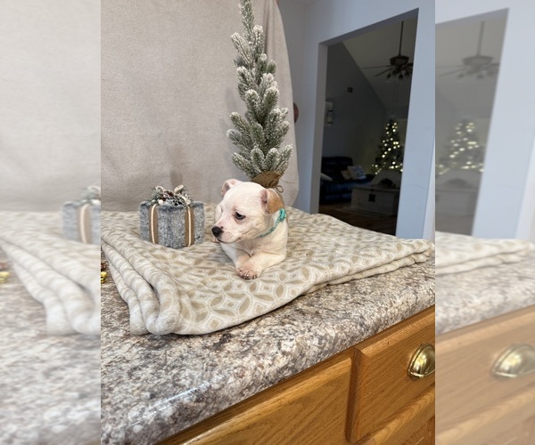 Medium Photo #2 Chihuahua Puppy For Sale in MILNER, GA, USA