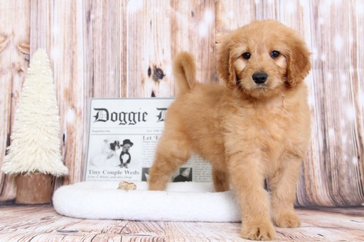 Medium Photo #1 Goldendoodle Puppy For Sale in BEL AIR, MD, USA