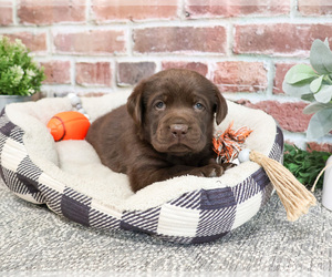 Labrador Retriever Puppy for sale in SYRACUSE, IN, USA