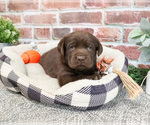 Image preview for Ad Listing. Nickname: Phoenix